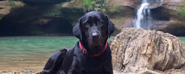 Black Labrador Sitting By A Lake
