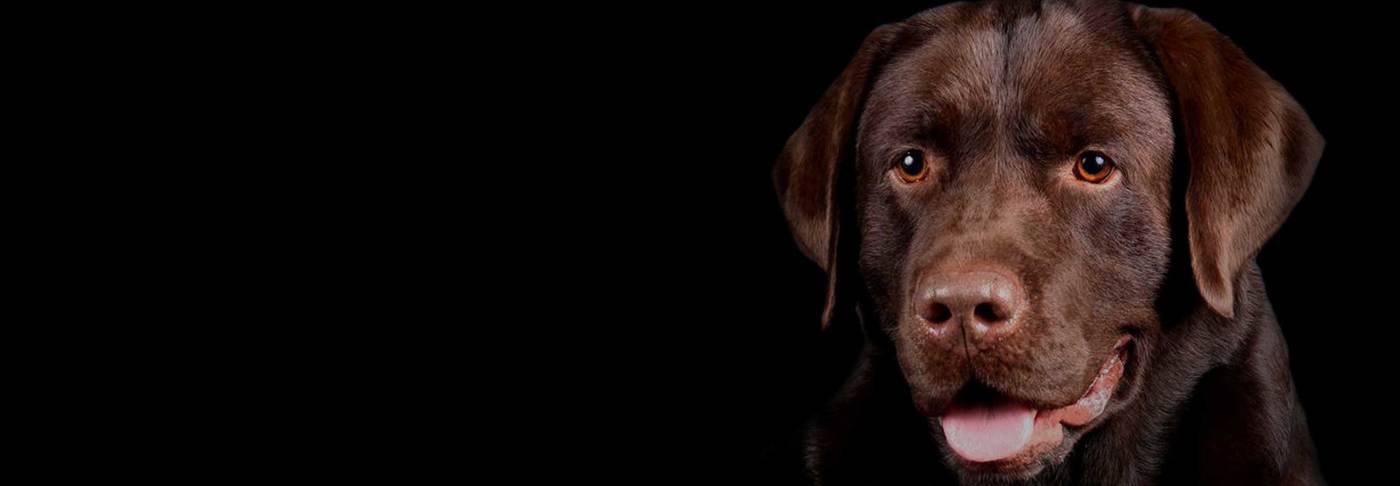 Chocolate Labrador On Dark Background