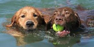 Yellow And Chocolate Labradors Retrieving Ball From Water.