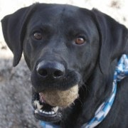 Buddy - northern california labrador retriever - black lab