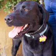 Buddy - northern california labrador retriever - black lab