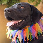 Buddy - northern california labrador retriever - black lab