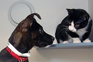 Introducing Your Cat To Your New Dog