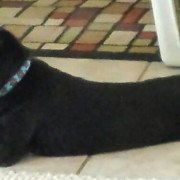 Hank - northern california labrador retriever - black lab