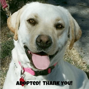 Honey Adopted Thank You1