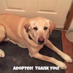 Hunter Square Adopted