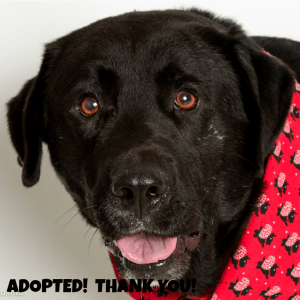 Teddy1 Adopted
