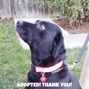 Maggie 62 Adopted