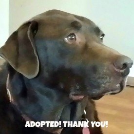 Adopted! Thank You! Bear