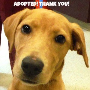 Ginger 131 Adopted