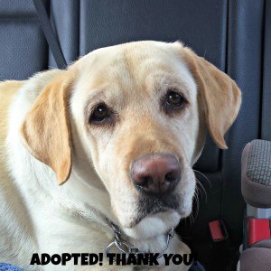 Lacey Adopted
