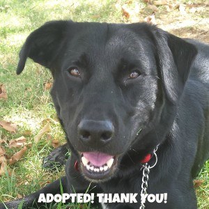 Charlie Adopted1