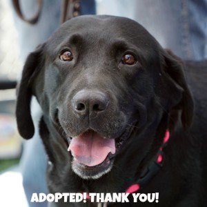 Charlotte Adopted