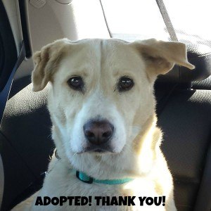 Sandy Sitting In Car Square Adopted