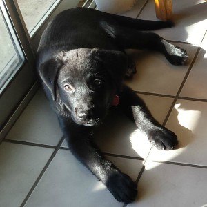 Pup Laying In Sun Closer