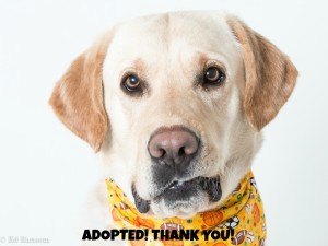Cooper Adopted