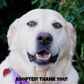 Izzy3 1Adopted