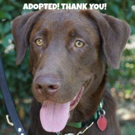 254 Romeo Faceadopted