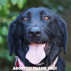 275 Zoey Faceadopted