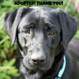 282 Jenny Faceadopted