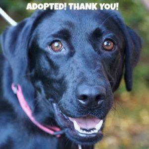 288 Poppy Faceadopted
