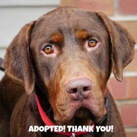 317 Levi Faceadopted