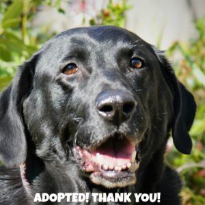 332 Ian Happy Faceadopted