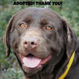 334 Tess Happy Faceadopted 1