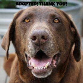 354 Cody Faceadopted