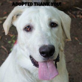 379 Shorty Faceadopted