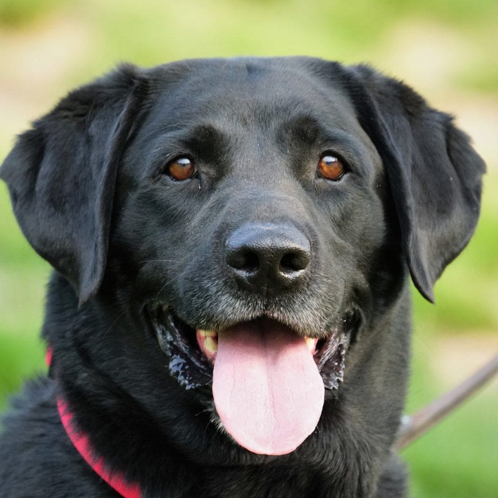 400 Hemi - Labs 2 Love Rescue