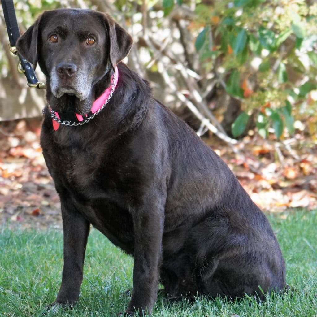 594 Bongo Labs 2 Love Rescue