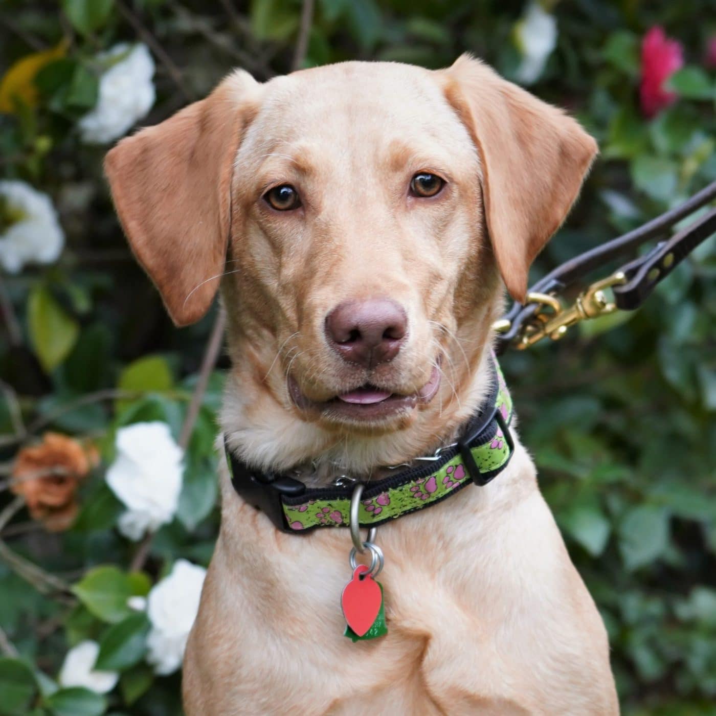 666 Zoey - Labs 2 Love Rescue