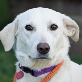 773 Ella