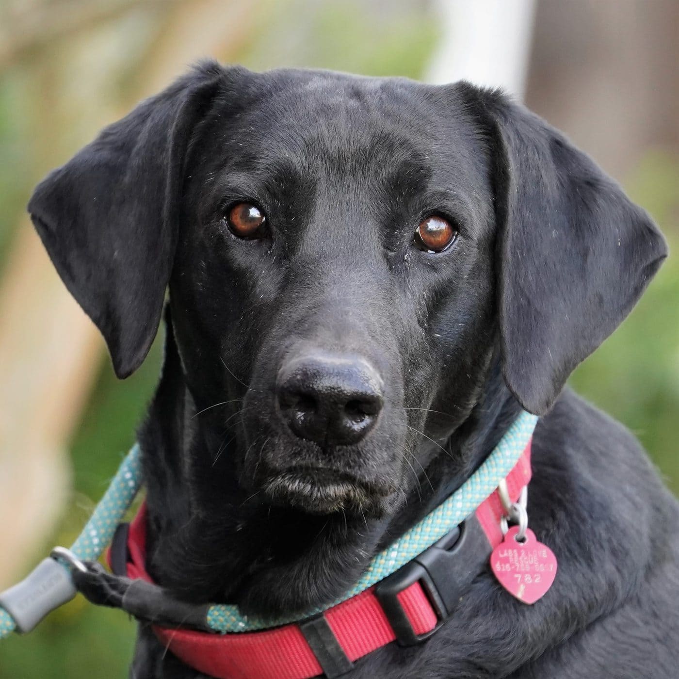 Labs 2 Love, Inc., A Northern California Labrador RescueLabs 2 Love ...