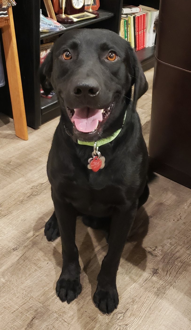 807 Jet Labs 2 Love Rescue