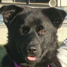 828 Foxy Face