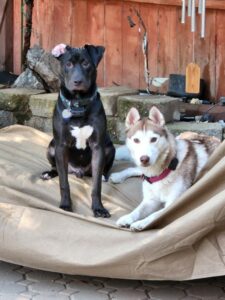 Tux With Another Dog