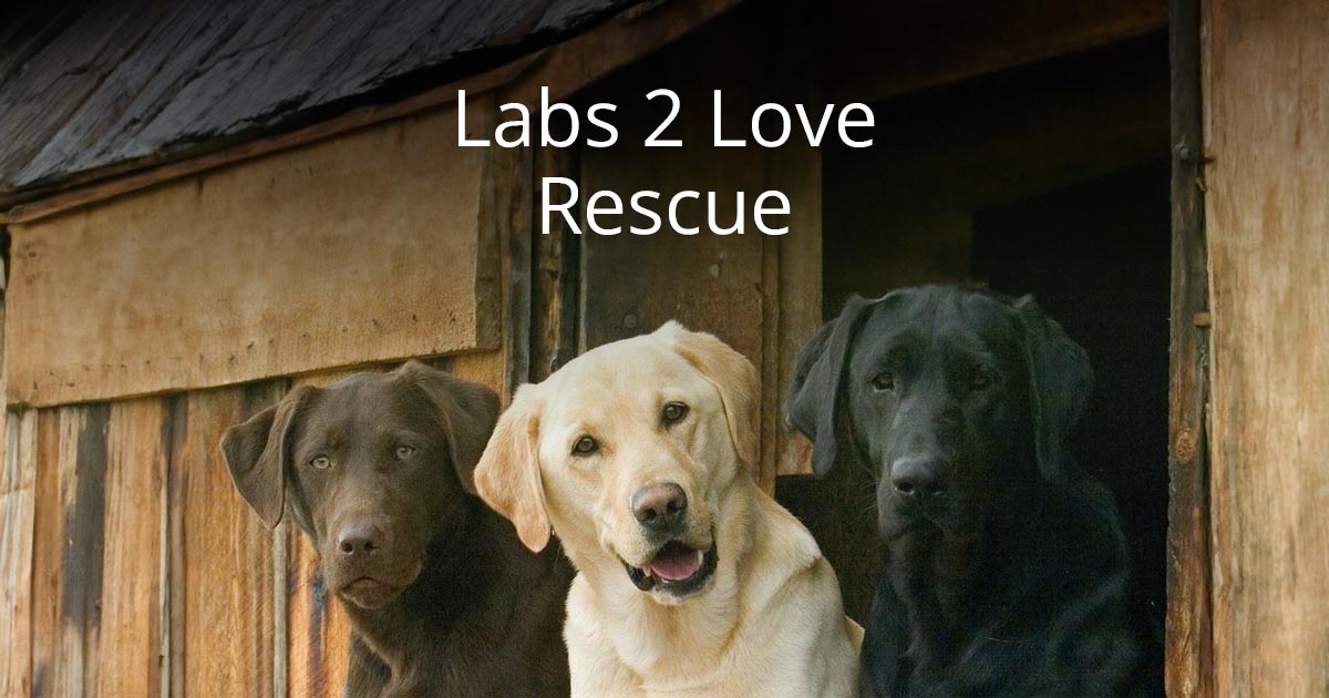 Independent 2024 labrador rescue