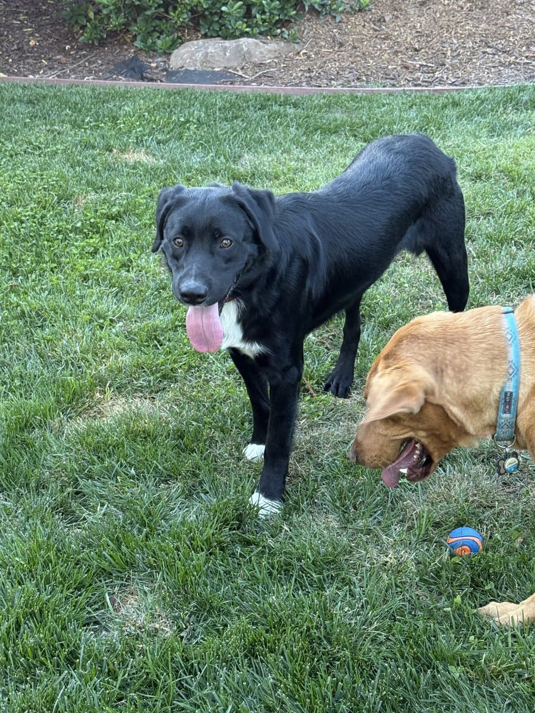 895 Teton NEW! Labs 2 Love Rescue