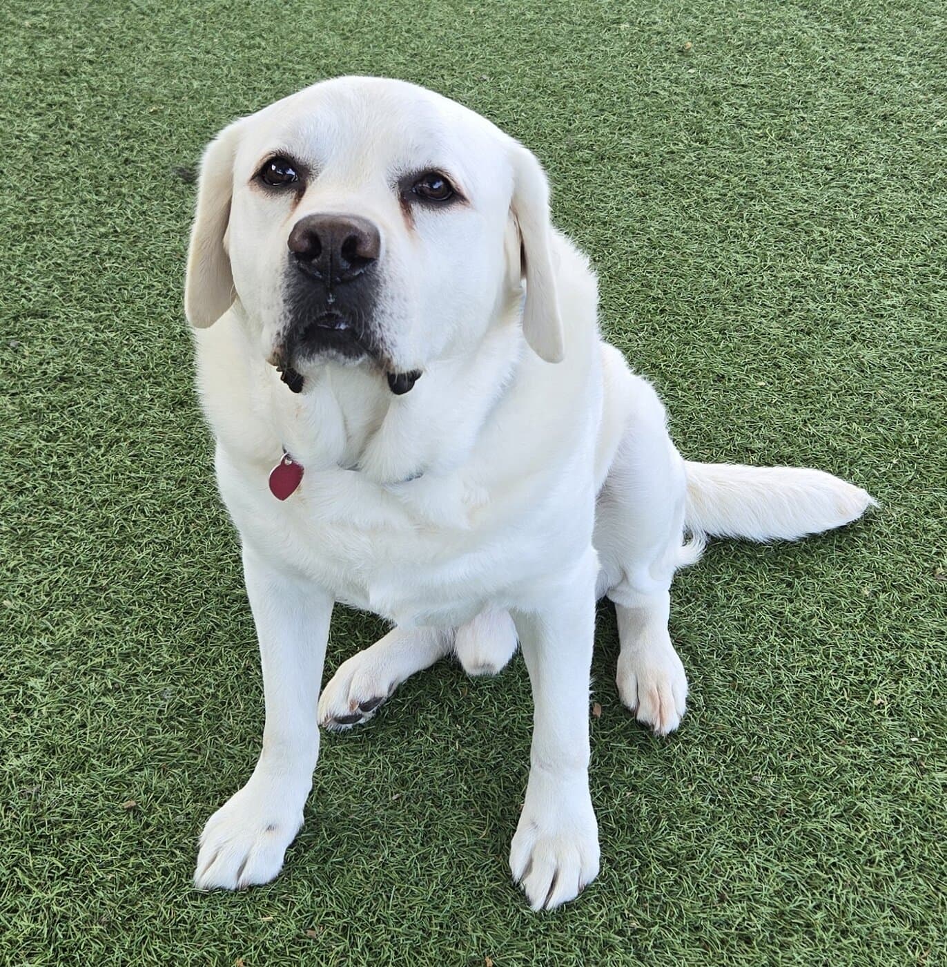 Zen Labrador 909 Zen - ADOPTION PENDING! - Labs 2 Love Rescue