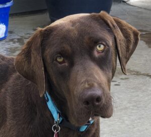 914 Fudge Face