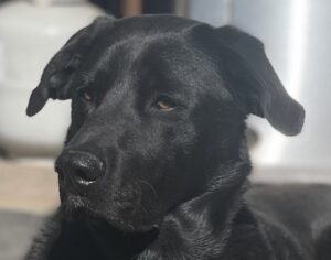 Chip Face