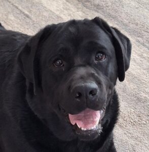 Kona Face
