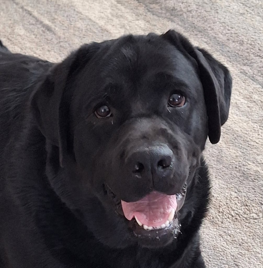 Kona Face