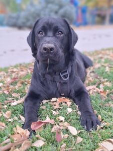 Kona Laying