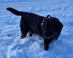 Kona Snow