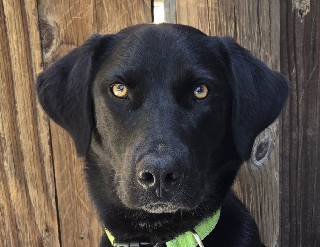 907 Flash Sitface