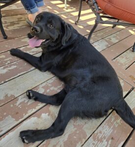 923 Louie Laying