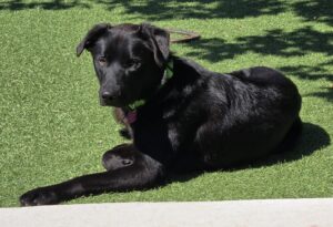 923 Rudy Laying2